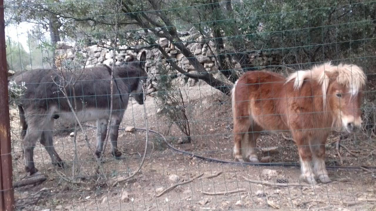 El Mangranar 3* Adzaneta